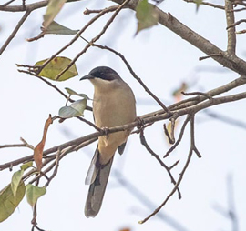 Kaziranga Meghalaya Short Birding Tour