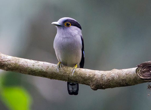 Arunachal Birding Tours