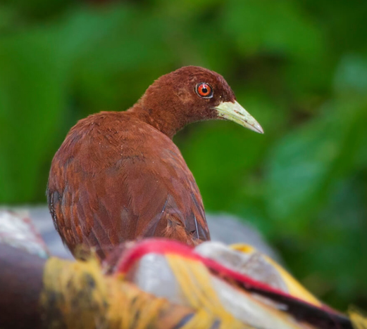 Andaman Birding Tour