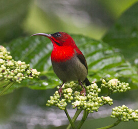 Andaman Birding Tour