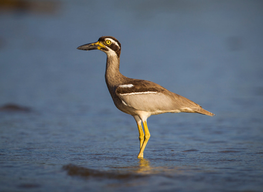 Birding In Andaman & Nicobar