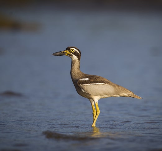 Fixed Departure Andaman Birding Tour