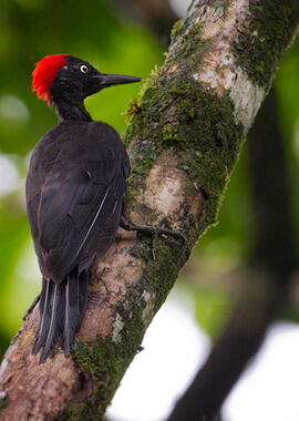 Fixed Departure Andaman Birding Tour