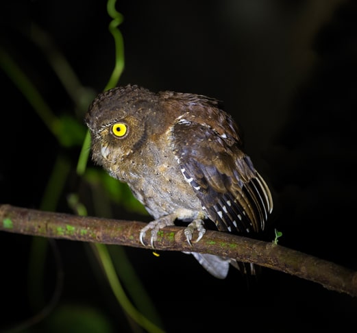 Andaman Islands Short Birding Tours