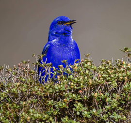 Mishmi Hills Short Birding Tour