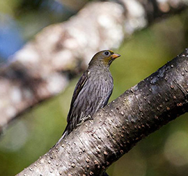 EAGLENEST FIXED DEPARTURE BIRDING TOUR