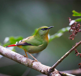 MANDALA-SELA PASS SHORT BIRDING TOURS