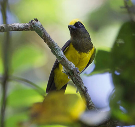 North East Birding Tour