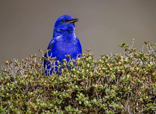 Birding in Arunachal Pradesh