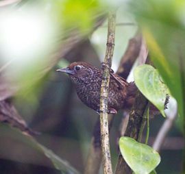 Assam & Mishmi Hills Birding Tour