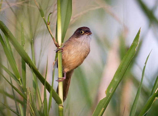 Assam Birding Tour