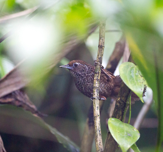 Mishmi Hills Birding Tour