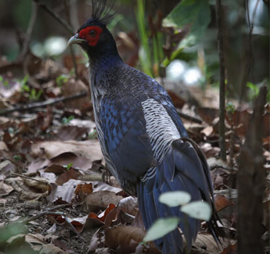 Corbett Birding Tour