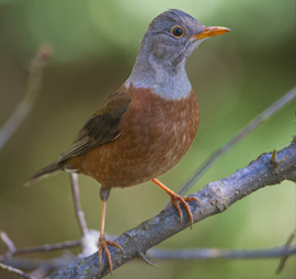 Pangot Sattal Birding Tour