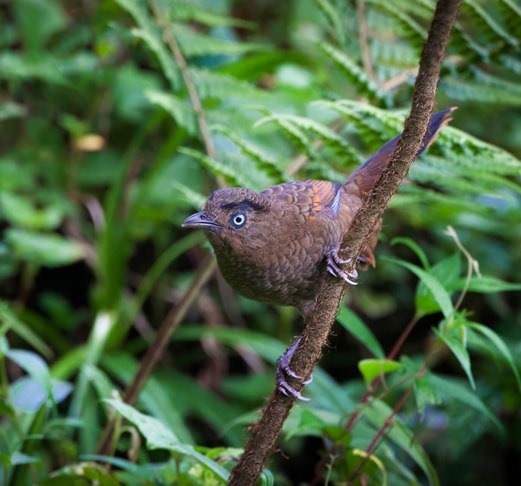 Meghalaya Birding Tour