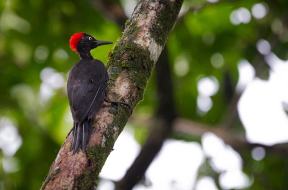 Andaman Birding Tour