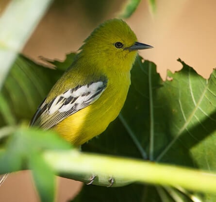 Gujarat Birding Tours