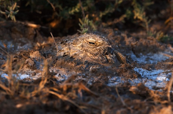 GUJARAT BIRDING AND WILDLIFE TOUR