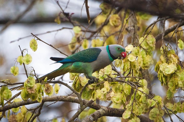 WESTERN GHATS ENDEMIC BIRDING TOUR