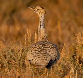 Little Rann of Kutch Short Birding Tour