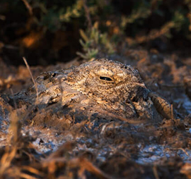 Gujarat Birding Wildlife Tour