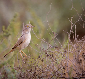 Great Rann of Kutch Short Birding Tours
