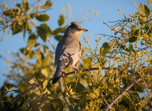 Gujarat Birding tour