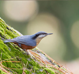 Rajasthan and Kashmir Birding Tour