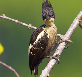 Western Ghats Birding Tour