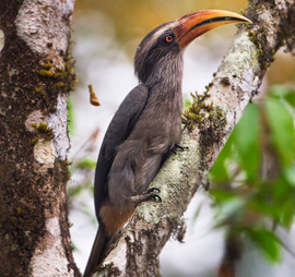 Thattekad Kerala Birding Tour