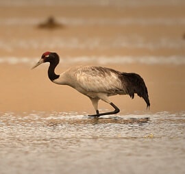 Ladakh Birding Tour