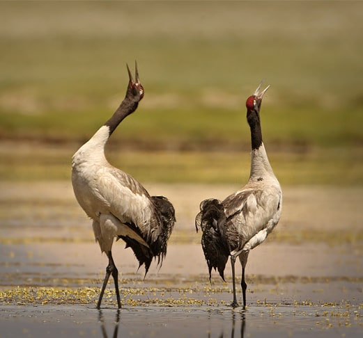 Ladakh Birding Tour