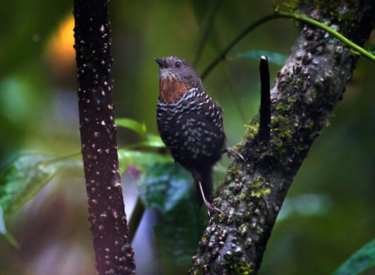 MISHMI HILLS India Short Birding Tours