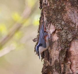 Birding in Nagaland