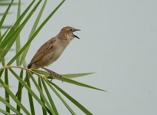 RAJASTHAN AND KASHMIR BIRDING TOUR