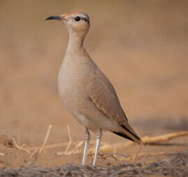 Rajasthan Birding Tour