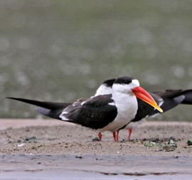 Bharatpur Chambal Birding Tour