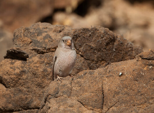 Rajasthan Birding Tour