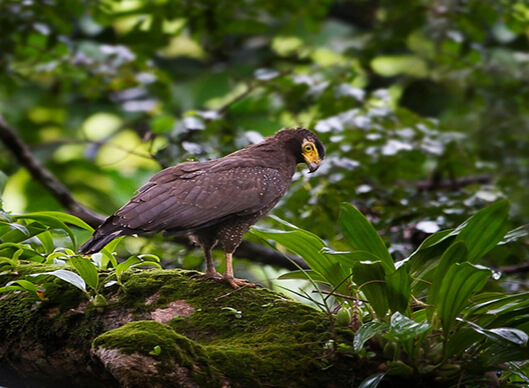 Andaman Islands Short Birding Tour
