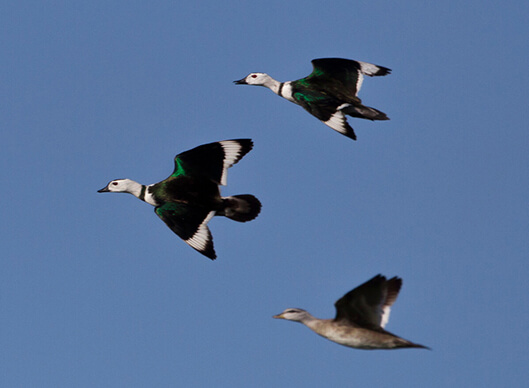 Assam Short Birding Tour