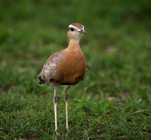 Bharatpur Chambal Short Birding Tours