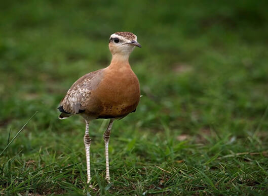 Bharatpur-Chambal Short Birding Tour