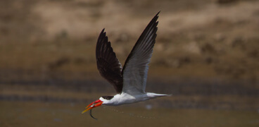 India Short Birding Tours