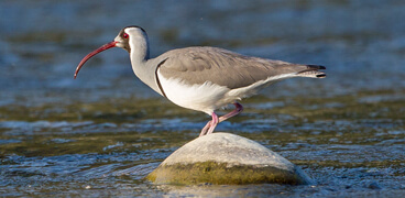 India Short Birding Tours