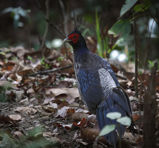 Corbett Short Birding Tour