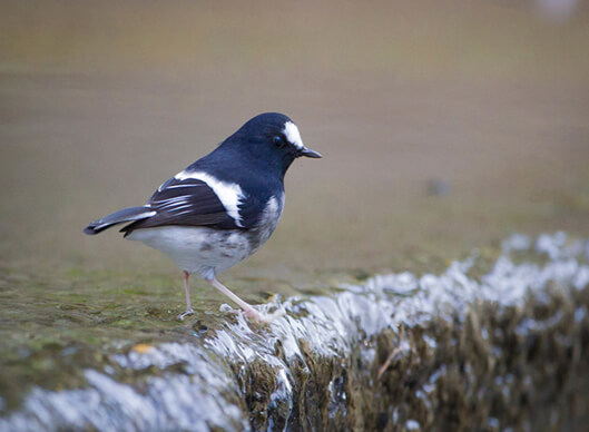 Corbett India Short Birding Tours