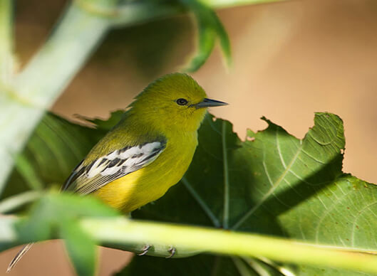 Great Rann Of Kutch  Short Birding Tour