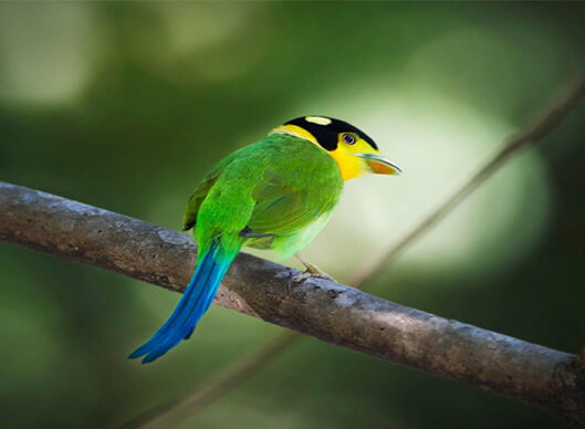 Latpanchar Short Birding Tour