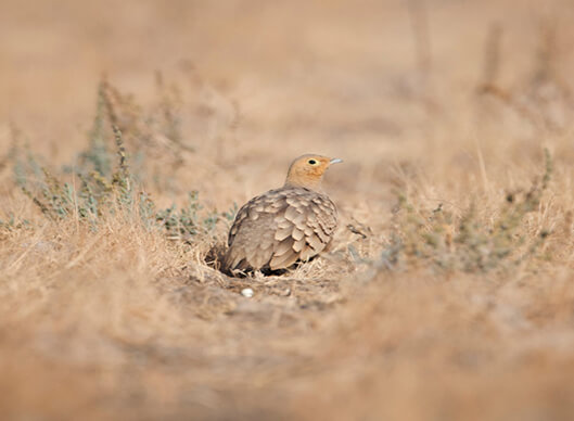 Little Rann of Kutch Short Birding Tour