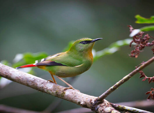 MANDALA-SELA PASS India Short Birding Tours
